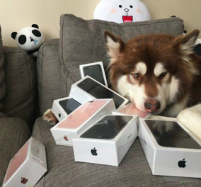 Κινέζος Κροίσος αγόρασε στον σκύλο του 8 συσκευές iPhone 7 για να επικοινωνεί μαζι του - Φώτο 