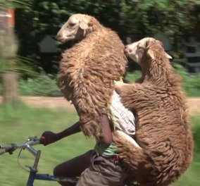 Smile: Απίθανο βίντεο - Ποδηλάτης κάνει βόλτα με δύο πρόβατα μαζί του 