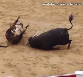 Βίντεο: Η συγκλονιστική στιγμή που 2 ταύροι πέφτουν νεκροί στην αρένα μετά από μετωπική πάλη