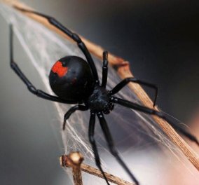 Μην σου τύχει: Δηλητηριώδης αράχνη δάγκωσε 21χρονο στο πέος για δεύτερη φορά - Είχε πάει σε χημική τουαλέτα 