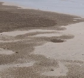 Timelapse βίντεο: Εκατοντάδες καβουράκια βγαίνουν προς αναζήτηση τροφής & κάνουν μια παραλία αγνώριστη