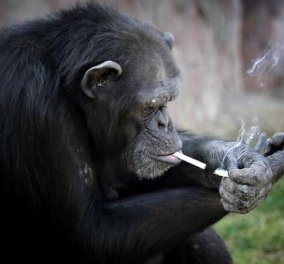 Αυτή η 19χρονη χιμπατζίνα με το όνομα Αζαλέα, καπνίζει ένα πακέτο τσιγάρα την ημέρα - Α ρε νταλκάδες!