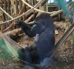 Βίντεο: Γορίλας το έσκασε για λίγο από τον ζωολογικό κήπο του Λονδίνου - Έσπασε τα κλουβί του και όρμησε έξω ελεύθερος
