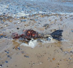 Πέπλο μυστηρίου με περίεργες φωτό από ακτή της Αγγλίας: Βρέθηκε νεκρή γοργόνα;
