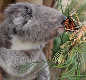 Make your day βίντεο: Μικροσκοπικό κοάλα παίζει με χαριτωμένη πεταλούδα - Το αποτέλεσμα είναι απολαυστικό