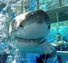 Βίντεο που κόβει την ανάσα: Δύτες εγκλωβίζονται σε κλουβί κάτω από το νερό με λευκό καρχαρία