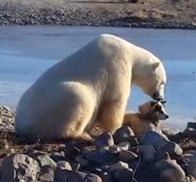 Το βίντεο του μήνα: Πολική αρκούδα χαϊδεύει στοργικά σκύλο – Όχι, δεν πρόκειται να τον κάνει μια μπουκιά