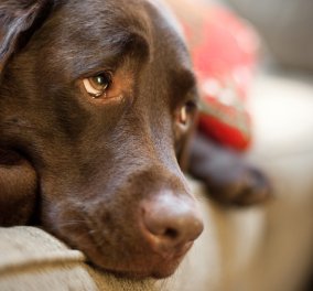 Φρίκη στη Πάτρα - Σκότωσε 13 αδέσποτα σκυλιά με φόλες μέσα σε μακαρόνια