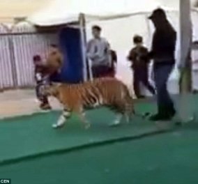 Βίντεο που κόβει την ανάσα: Τίγρης - κατοικίδιο με λουρί (!) επιτίθεται σε μικρό κορίτσι μέσα σε εμπορικό κέντρο