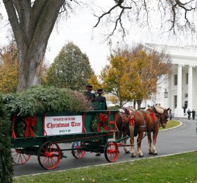 Η Μισέλ Ομπάμα και τα ανίψια της παρέλαβαν σε ένα κάρο με 2 άλογα το φετινό χριστουγεννιάτικο δέντρο του Λευκού Οίκου (φωτό, βίντεο)