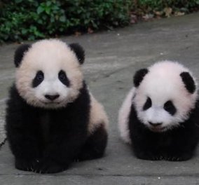 To cutie της ημέρας: Μικρούλι panda προσπαθεί να σταθεί στα πόδια του 