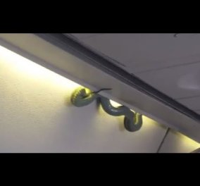 Βίντεο: Ξαφνικά ένα δηλητηριώδες φίδι πέφτει στα κεφάλια των επιβατών αεροπλάνου σε ώρα πτήσης