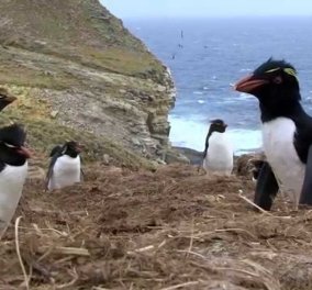 Απίθανο βιντεάκι: 2 αρσενικοί πιγκουίνοι μαλώνουν & ματώνουν για τα μάτια μιας άτακτης πιγκουίνας