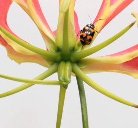 Το βίντεο του μήνα από το National Geographic: Ο "χορός" των λουλουδιών με τα έντομα! Μην το χάσετε