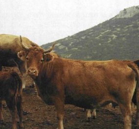 Εντόπισαν σπάνια, υπό εξαφάνιση φυλή βοοειδών στην Κρήτη  - Διαφέρει από όλες τις υπόλοιπες της Ευρώπης 