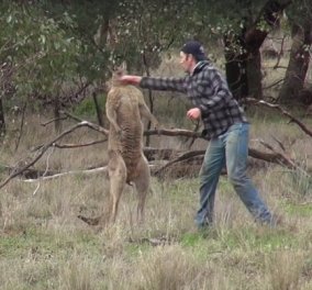 Βίντεο: Αυστραλός έπαιξε μποξ με ένα καγκουρό για να σώσει τον αγαπημένο σκύλο του