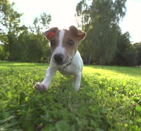 Βίντεο ημέρας: Σκυλάκος νομίζει... ότι είναι βάτραχος!