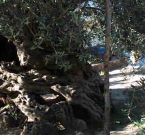 Good News: Η πιο παλιά ελιά στον κόσμο βρίσκεται στην Κρήτη - Στέκεται αγέρωχη εδώ & 3.000 χρόνια