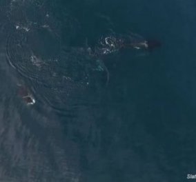 Βίντεο: Ένα πεινασμένο κοπάδι από φάλαινες δολοφόνους κατασπαράσσει έναν καρχαρία 