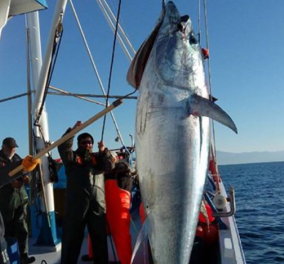 Χριστουγεννιάτικη έκπληξη για Σκοπελίτες ψαράδες: Εβγαλαν τεράστιο τόνο 185 κιλά! 