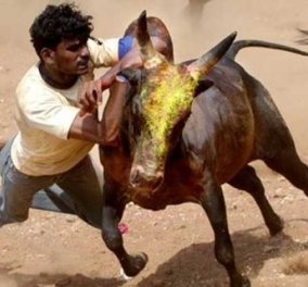 Τραγωδία στην Ινδία σε παραδοσιακή γιορτή με ταύρους - 2 νεκροί και 23 τραυματίες από τα αφηνιασμένα ζώα