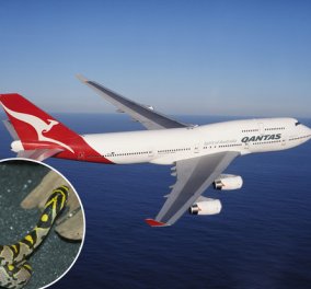 Χμμμμ: Ακυρώθηκε πτήση αεροπλάνου προς Ντουμπάι γιατί βρέθηκε φίδι μέσα στην καμπίνα