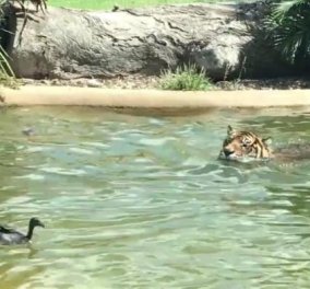 Βίντεο: Δείτε την πιο γενναία πάπια στον κόσμο- Κολυμπάει  δίπλα σε μία τίγρη