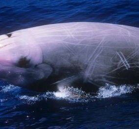Απίστευτο βίντεο: Σπάνιο είδος φάλαινας εμφανίστηκε στη βόρεια Ικαρία - Δείτε το!