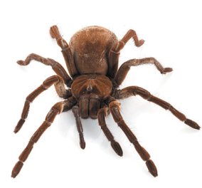 Δηλητηριώδης αράχνη προκαλεί το θάνατο σε 15' αλλά...: διορθώνει τη ζημιά μετά από εγκεφαλικό 