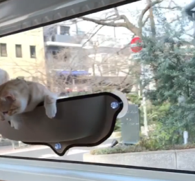 Βίντεο της ημέρας: Γατάκι ταξιδεύει στη δική του θέση μέσα στο αυτοκίνητο