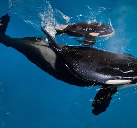 Βίντεο: Η στιγμή της γέννησης μιας όρκας σε πάρκο θαλάσσιων θηλαστικών & η συγκίνηση των φροντιστών της