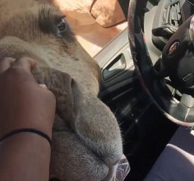 Βίντεο: Καμήλα αρπάζει το σάντουιτς ανυποψίαστου οδηγού