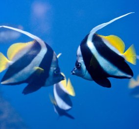 Τα ψάρια έχουν συναισθήματα και μάλιστα κάνουν φιλίες μέσα στον βυθό - Η έρευνα ανατροπή όσων ξέραμε 