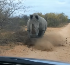 Βίντεο: Ένας... αγενής ρινόκερος επιτίθεται σε ανεπιθύμητο επισκέπτη στο Εθνικό Πάρκο Κρούγκερ