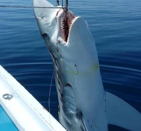 Τρο - μερή έκπληξη από την Σκόπελο: Έπιασαν καρχαρία μήκους επτά μέτρων!