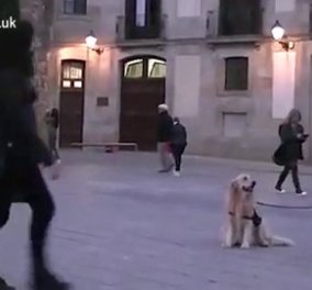 Βίντεο: Ο μουσικόφιλος σκύλος που δεν έφευγε αν δεν τελείωνε το τραγούδι του ένας μουσικός του δρόμου