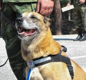 Good news: Οι Ένοπλες Δυνάμεις βράβευσαν μια σκυλίτσα που γέννησε 43 υπέροχα κουτάβια