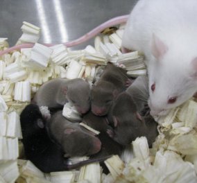 Γεννητούρια στο διάστημα: Τα πρώτα ποντικάκια από σπέρμα που έμεινε 9 μήνες στο Διεθνή Διαστημικό Σταθμό