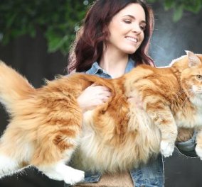 Αυτή είναι η μεγαλύτερη γάτα στον κόσμο: Ζυγίζει 14 κιλά και έχει μήκος 120 εκατοστά