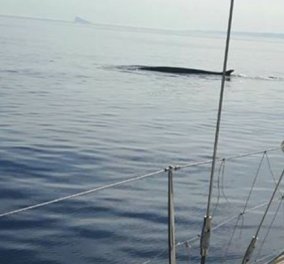 Α τι ωραία εικόνα από την Σύρο: Ήταν στο κατάστρωμα & μπροστά τους πετάχτηκε μία φάλαινα 12 μέτρων (Φωτό)