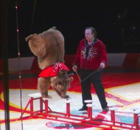 Βίντεο- Τεράστια αρκούδα εκνευρίστηκε στη σκηνή τσίρκου & έπεσε στο κοινό τραυματίζοντας μικρούς & μεγάλους