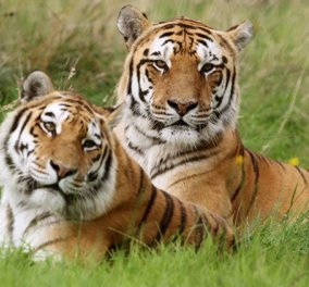 Δύο τίγρεις -θηρία κρύβονται στη φωτογραφία & βάλτε τα γυαλιά σας για να τις εντοπίσετε