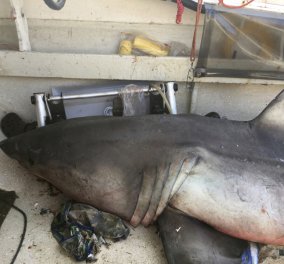Θέαμα θρίλερ στην θάλασσα: Τεράστιος λευκός καρχαρίας ορμάει στη βάρκα του ψαρά και τον χτυπάει- Φώτο