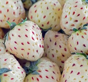 Λευκές σπάνιες φράουλες κοστίζουν όσο ένα βραχιόλι από πλατίνα (Φωτό & Βίντεο)