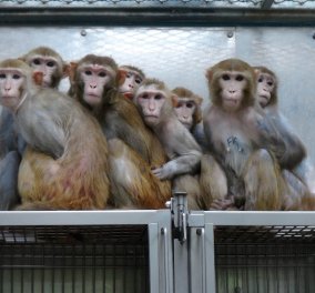 Εμβόλιο που μπλοκάρει την ευφορία όταν παίρνεις ηρωίνη δοκιμάστηκε & πέτυχε σε μαϊμούδες