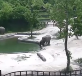 Βίντεο της ημέρας: Δύο ελέφαντες σώζουν το μικρό τους που λίγο έλειψε να πνιγεί