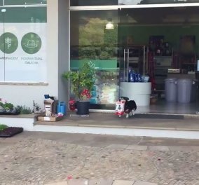 Κάθε μέρα ο Pitucco ένα βραζιλιάνικο σκυλάκι πάει για ψώνια & επιστρέφει με τις τσάντες γεμάτες τρόφιμα