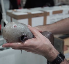 Αποκρουστικό το σπανιότατο ψάρι «χωρίς πρόσωπο»: Εμφανίστηκε χωρίς μάτια & στόμα (Φώτο/Βίντεο)