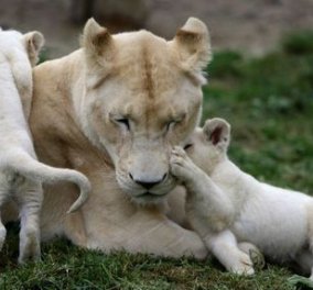 Τσεχία- σπανιότατα γεννητούρια: Δείτε τα πέντε λευκά λιοντάρια που γεννήθηκαν σε ζωολογικό κήπο 