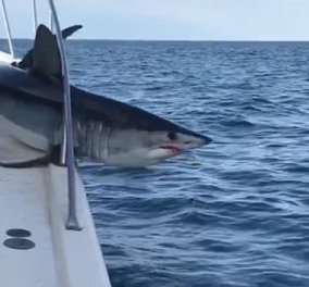 Καρχαρίας πήδηξε πάνω σε πλοίο και τρομάζει το πλήρωμα (ΒΙΝΤΕΟ)